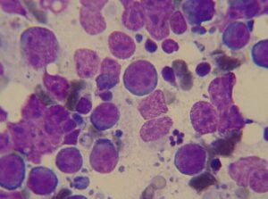 Canine lymphoma