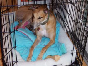 Greyhound_in_dog_crate