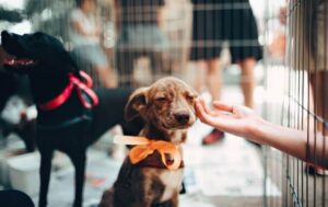 adopting a dog in Houston