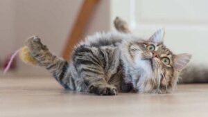 cat playing with yarn