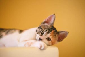 Feline Immunodeficiency Virus