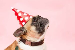 Urban Animal birthday
