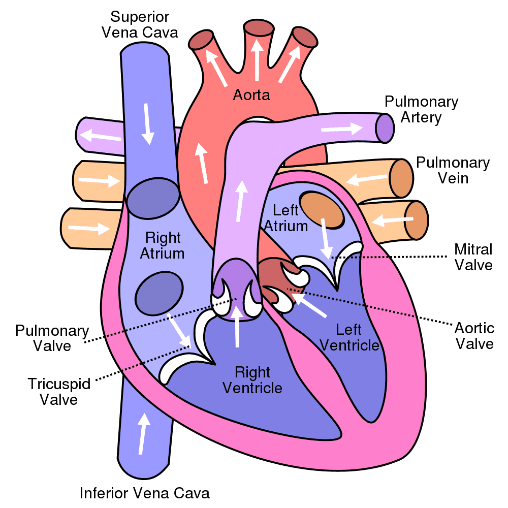 Heart Murmurs In Dogs And Cats Urban Animal Veterinary Hospital