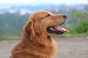 aural hematoma dog treatment
