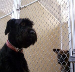 kennel cough