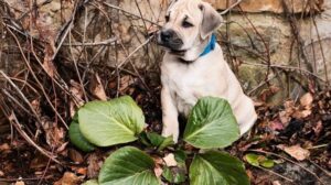 Poisonous Plants for Dogs