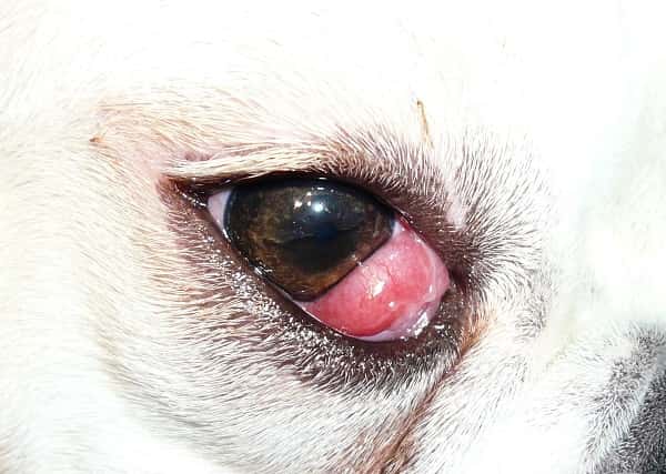 proclapsed gland in dog