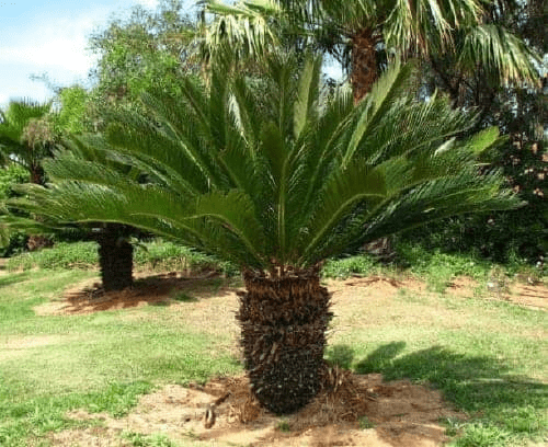 The broad based Sago Palm tree - all parts of the tree are toxic