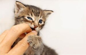 cat biting