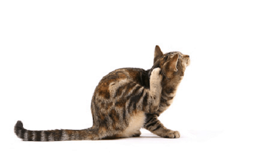 Allergies and Scratching in Cats