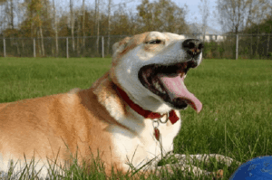 dog that is hot