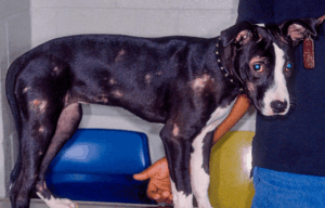 dog with ringworm