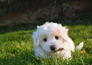 female dog in houston