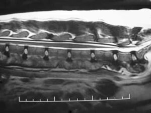 dog mri