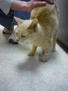 Cat with a fracture to its lower (distal forelimb)