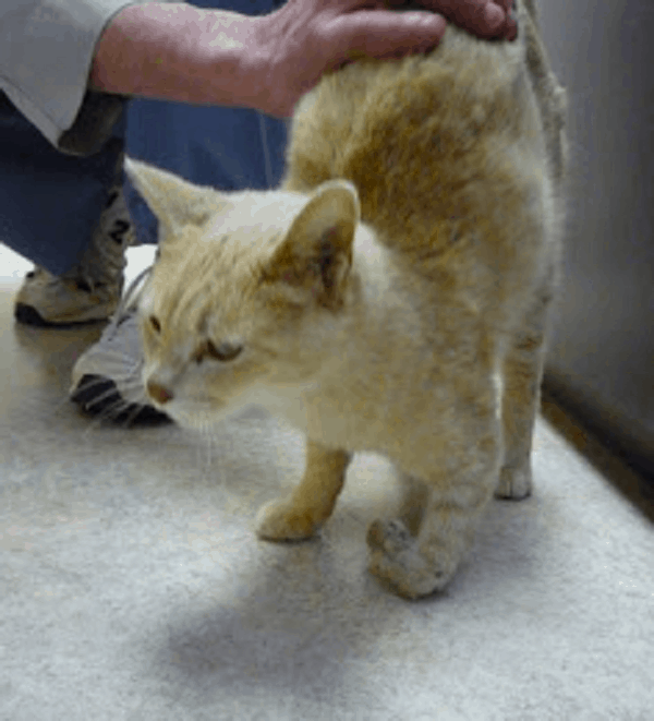 Cat with a fracture to its lower (distal forelimb)