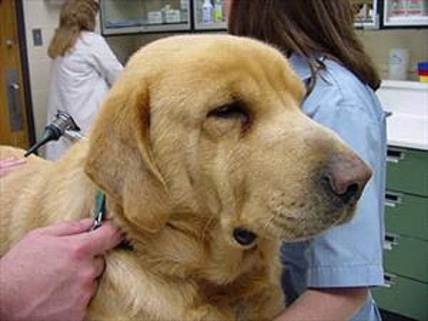 Hypothyroid Labrador Retreiver 2