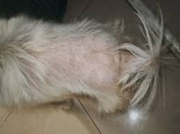 Rat tail and symmetric alopecia (hairloss)