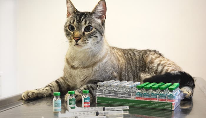 Safe Cat Vaccines
