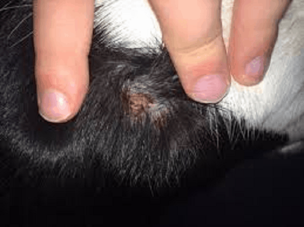 Adverse Reactions to Spot-on Flea and Tick Products