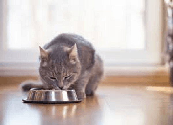 cat on a renal diet