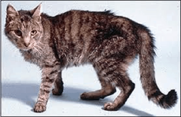 Signs, Symptoms and Diagnosis of Hyperthyroidism in Cats Urban Animal