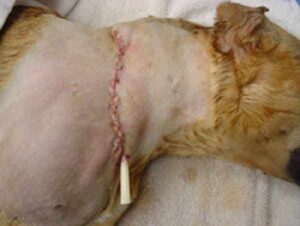 dog getting bit