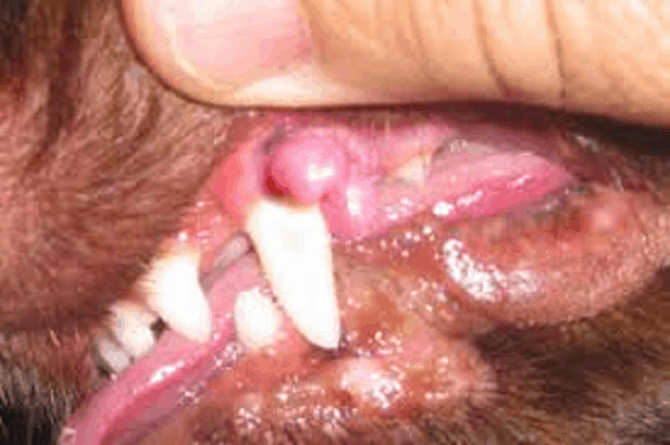 dog mouth tumor