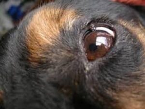 dog small eyelid mass