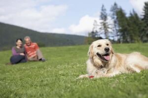 golden retreiver