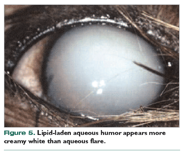 This dog's eye is filled with lipid or fat giving it a white appearance