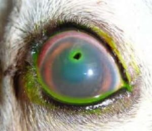 Corneal Ulcers dog