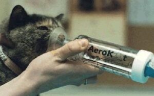 cat feeding