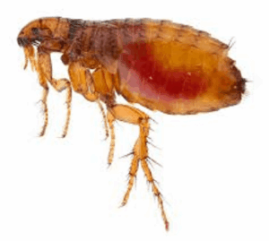 dog fleas