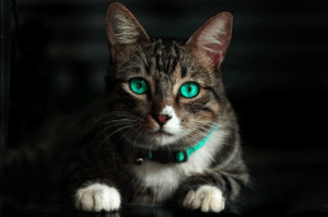 cat laying down