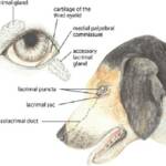 Dry Eye or Keratoconjunctivitis Sicca (KCS) in dogs