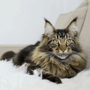 cat hairballs