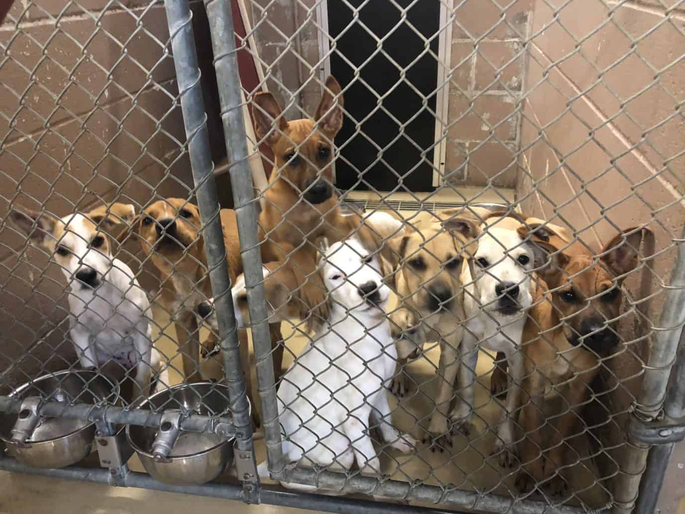 Read more about the article Surge Of Homeless Animals Puts Harris County Shelter In Tough Spot