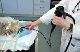 Anesthetized feline patient being scoped