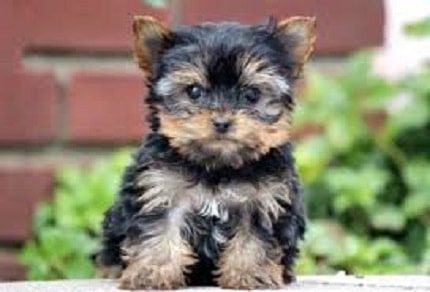 toy breed puppies