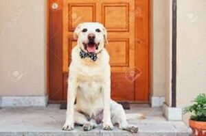 yellow lab