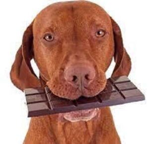 chocolate toxicity in dogs