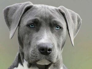 testicle tumors in dogs
