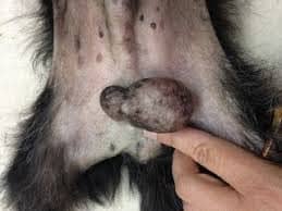 tumor in dog