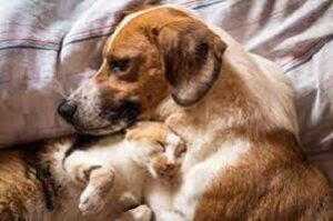 arthritis in dogs and cats