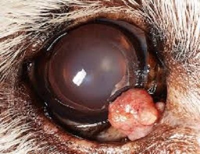 Meibomian Gland (Eyelid Gland) Tumors in Dogs
