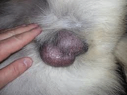 can a dog be born with only one testicle