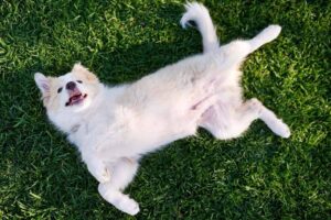 Cryptorchidism in dogs