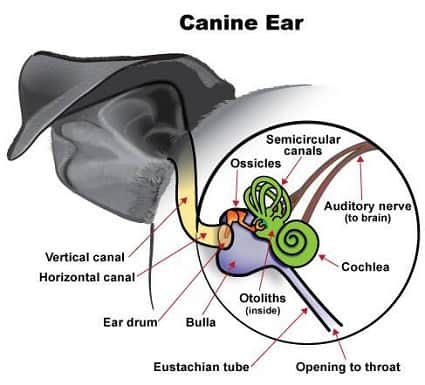 Vestibular Disease in Dogs and Cats (Vertigo)