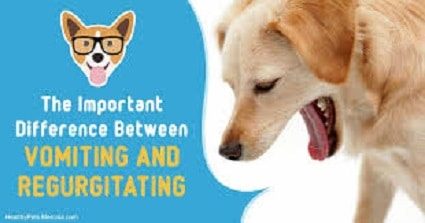 My Pet Yacked! - Vomiting or Regurgitation in Dogs and Cats?